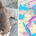 Map Depicts All The Places Eagles Visited In One Year, And It's Curious That They Stayed Clear Of The Sea