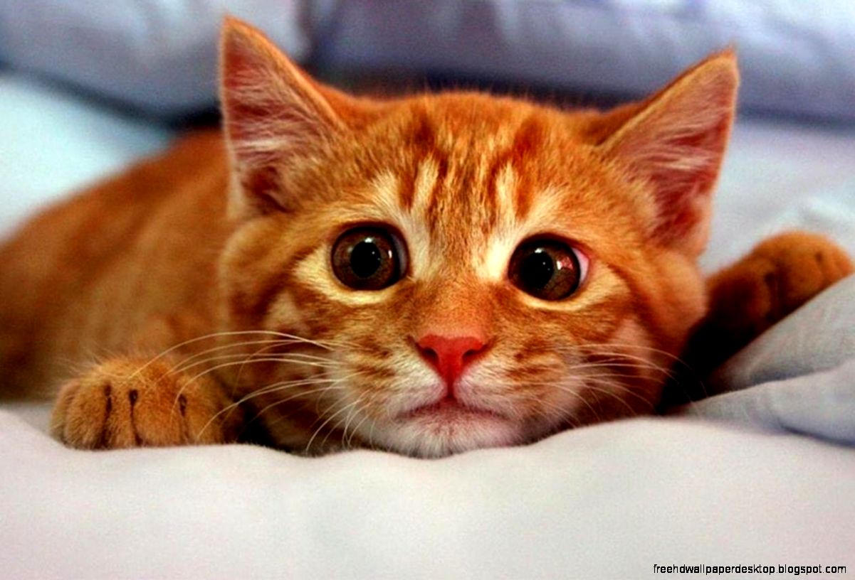 Baby Cat