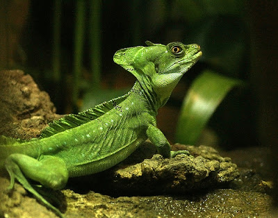 Plumed Basilisk | Animal Unique In The World