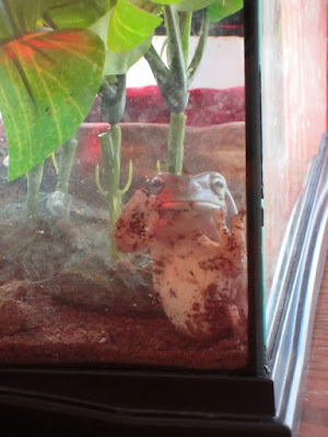 Reasons Never To Take The Class Pet Home on Vacation -- In my zeal to be the world's best mom, I volunteered to take home my son's class frog for the holiday. Before long, I realized I'd made a terrible mistake.  {posted @ Unremarkable Files}
