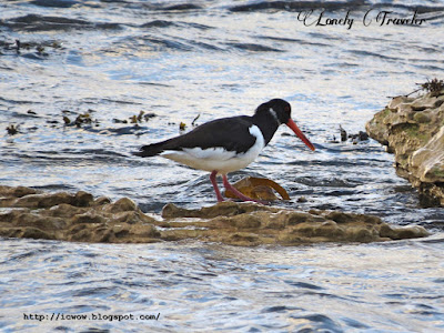 Eurasian oystercatcher - Haematopus ostralegus