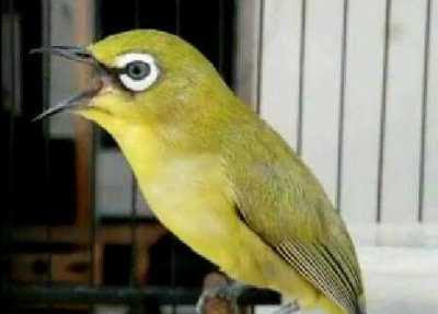 Harga Burung Pleci Area Pacitan Dan Ponorogo Jual Beli Parkit