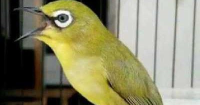 Gambar Burung Pleci Pacitan - Klik OK