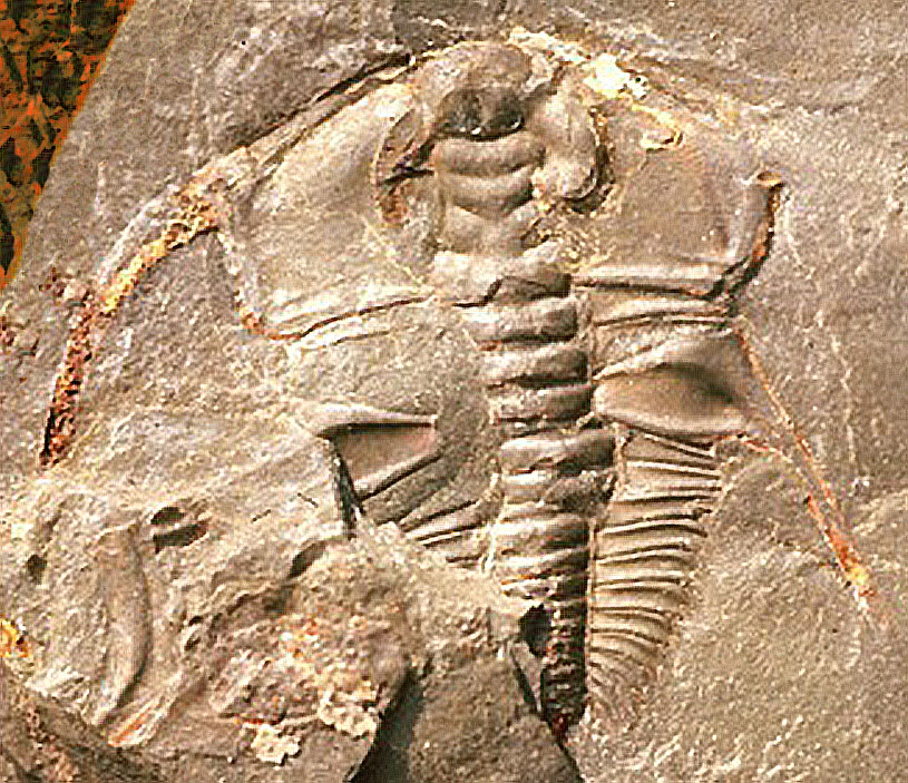 PALEO & GEO TOPICS Comments by R. L. Squires Geology of the youngest