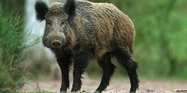 Αγριογούρουνα προκάλεσαν κι άλλο τροχαίο στα Τρίκαλα – Αυξάνονται ραγδαία Αγριογούρουνα προκάλεσαν κι άλλο τροχαίο στα Τρίκαλα – Αυξάνονται ραγδαία