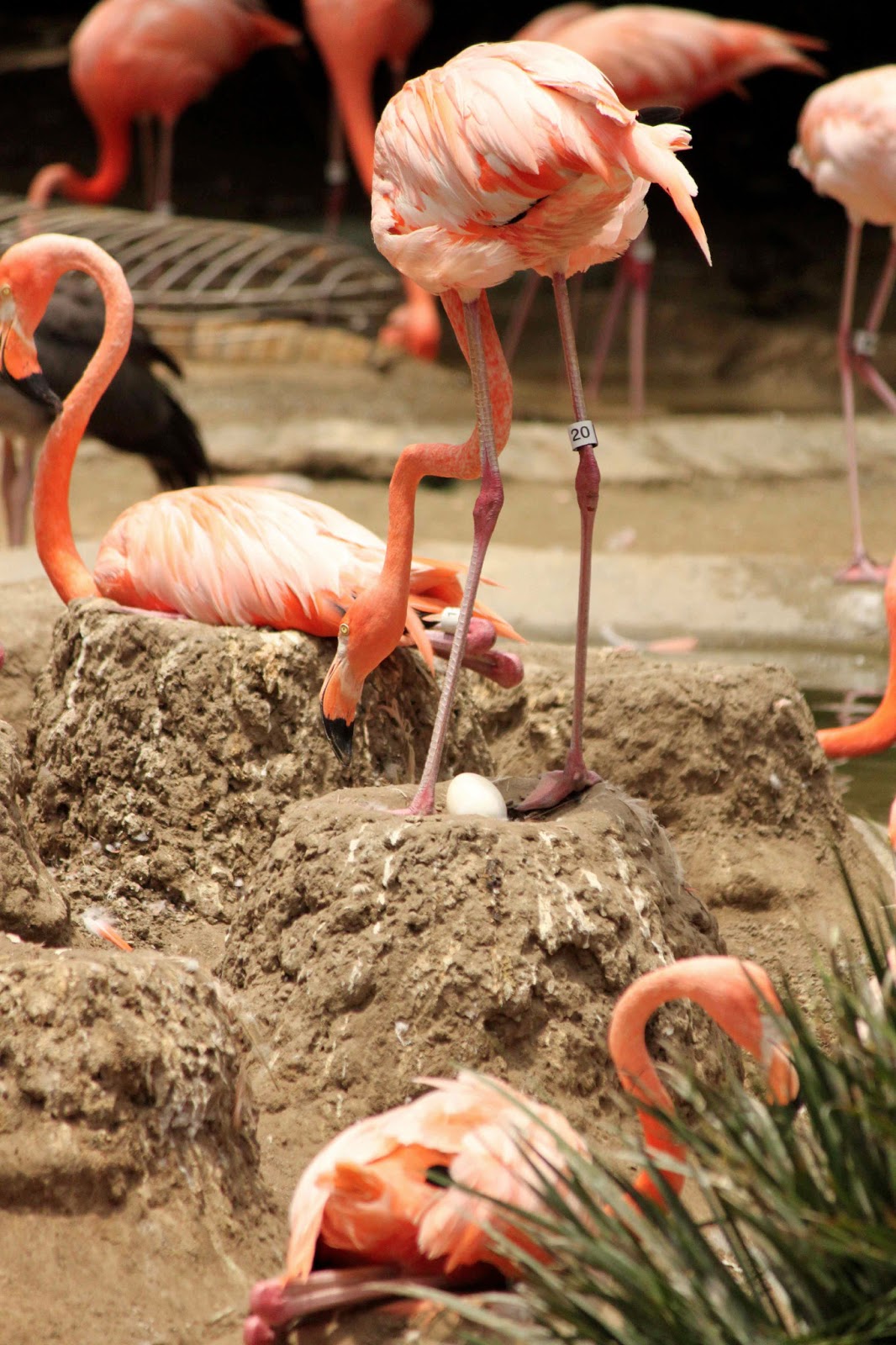 The Backyard Birder: Caribbean Flamingos are nesting at the San Diego Zoo