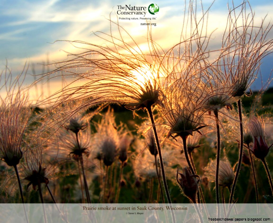 Featured Nature Image  Desktop Wallpaper  The Nature Conservancy