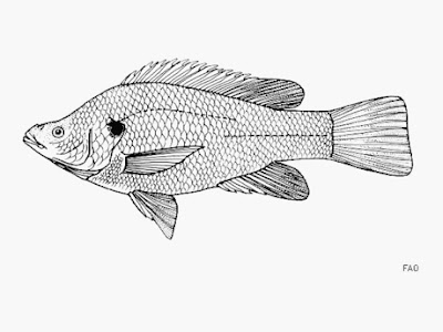 Oreochromis amphimelas extinction fishes