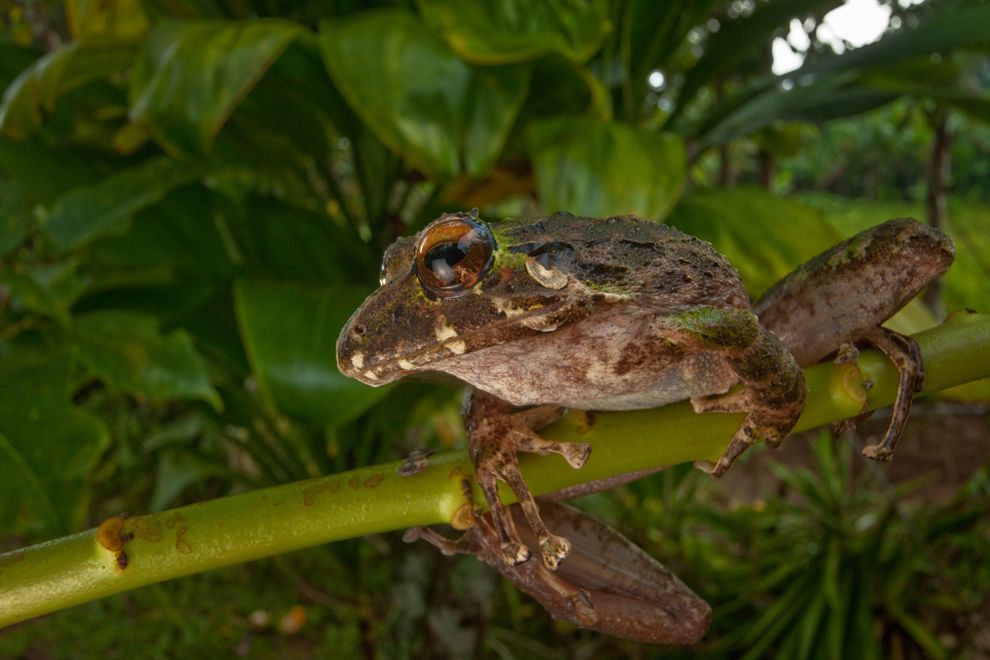 The City Birder Treehugger Tuesday