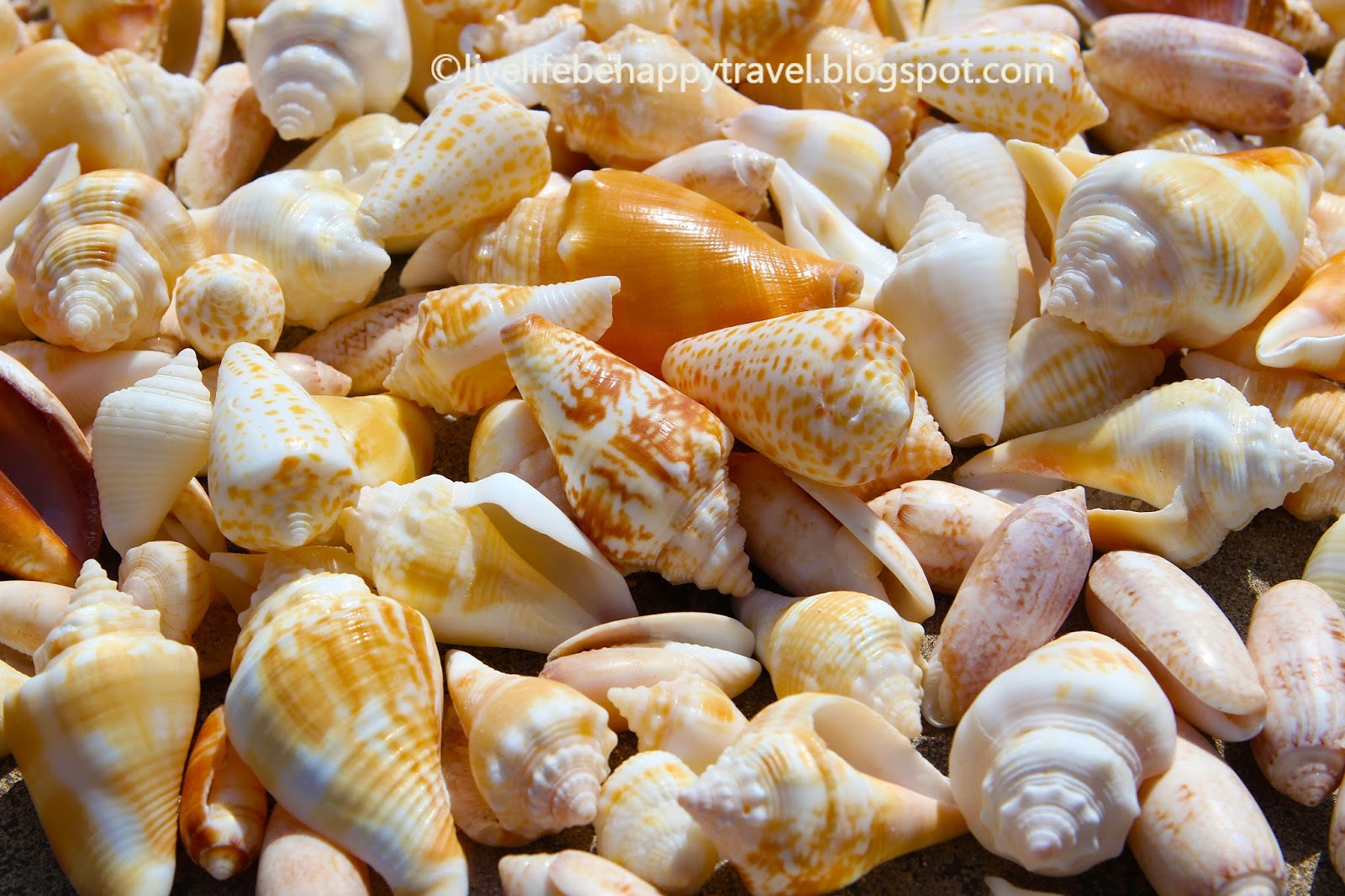 Live Life Be Happy Top 15 Beaches in Florida to Find Shells