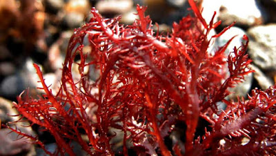 3 Tipe Rumput Laut (Marine Algae)