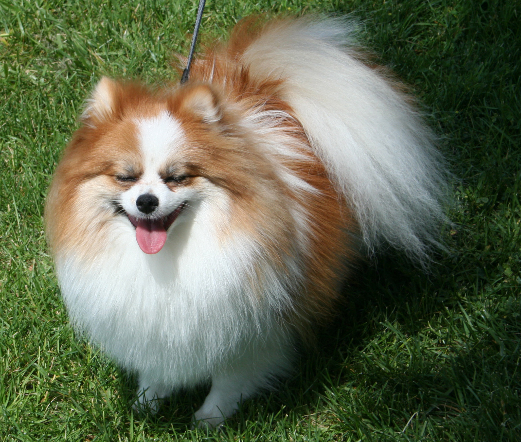 Anjing Pom Tips Mendapatkan Anjing Mini Pom Murah