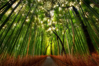 Hutan Bambu (Jepang)