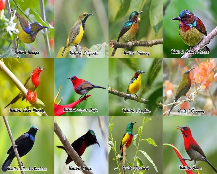 Download Mp3 Suara Burung