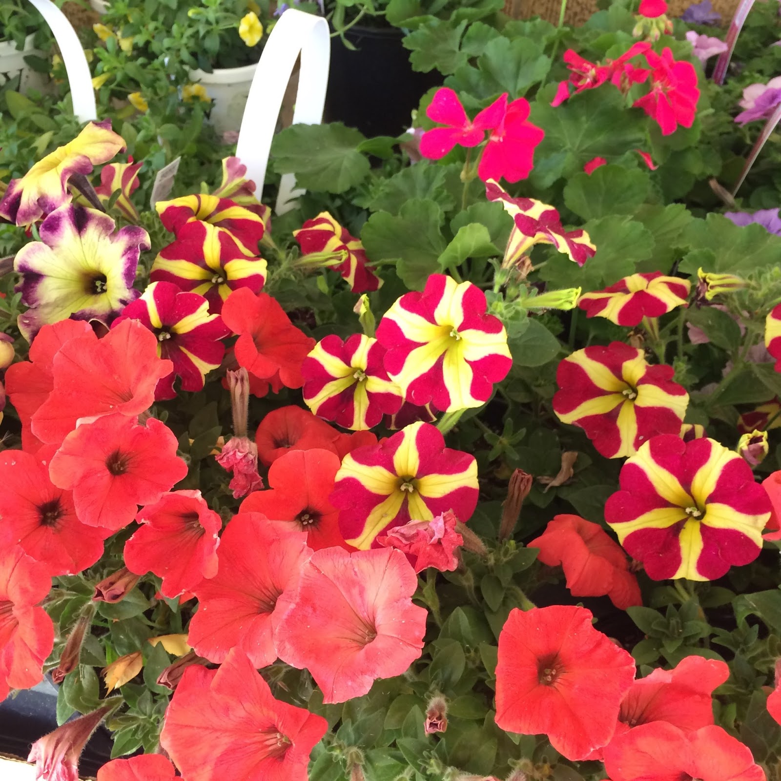 The Polka Dot Chicken Where was I???