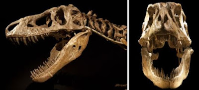 Tyrannosaurus bataar dinosaur forfeiture case