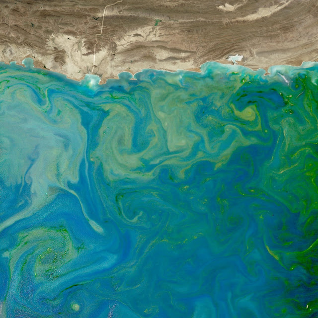 The Big Wobble Algae bloom in the Arabian Sea the size of Mexico has
