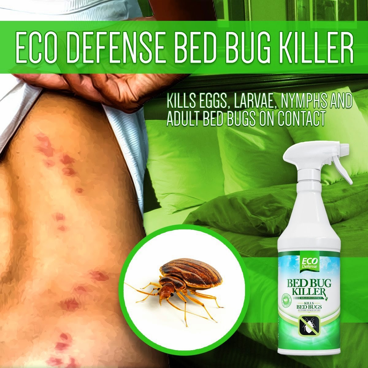 To Daisy's Reviews Bed Bug Killer by Eco Defense Review 