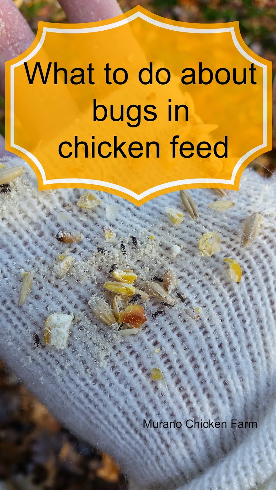 bugs in chicken feed
