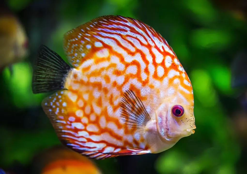 most beautiful fishes for aquarium