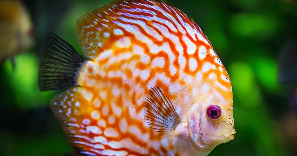 8 Beautiful fish species for aquarium - The Buzz Land
