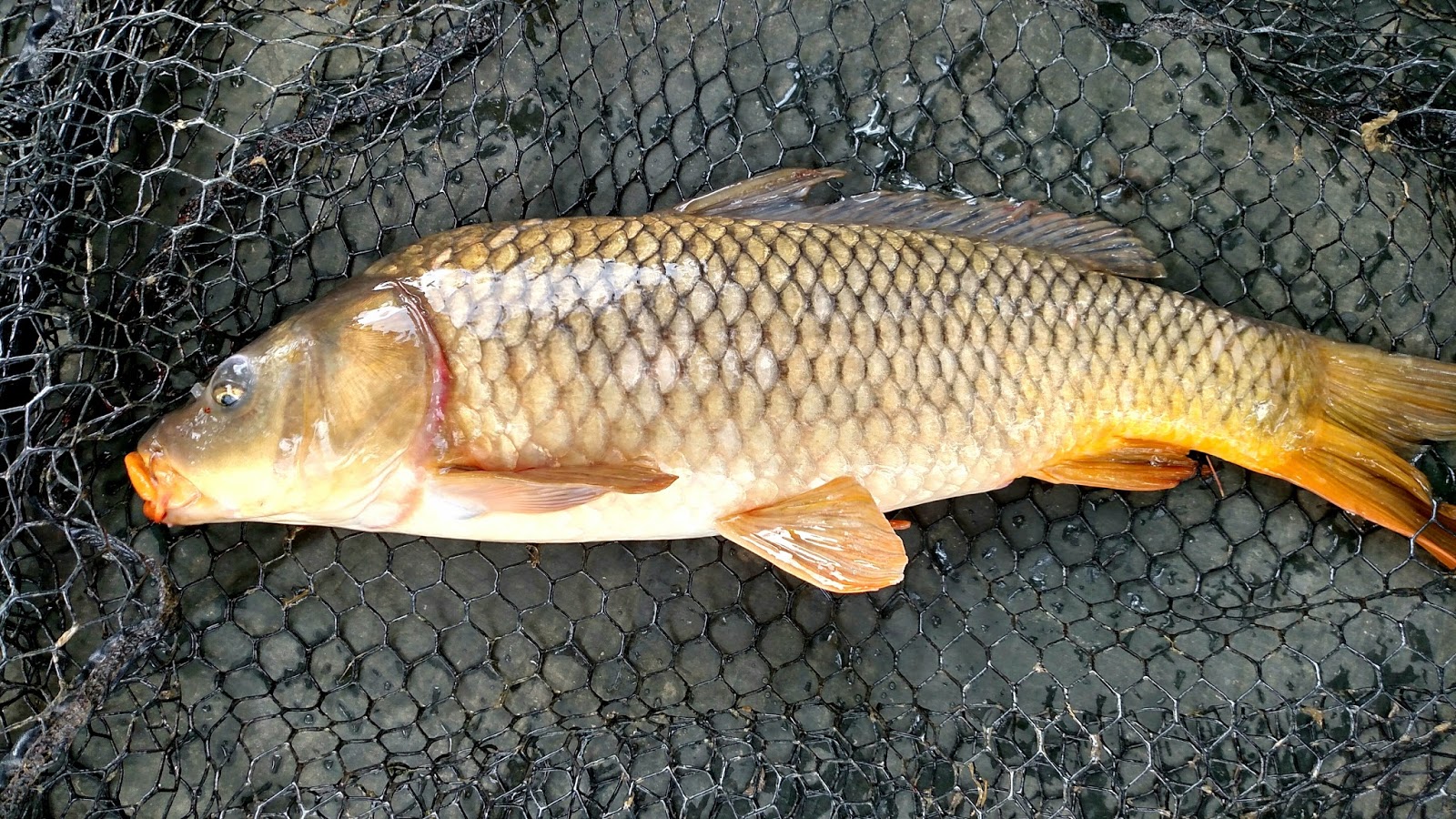 карп. сазан меньше. сазан (= карп обыкновенный) – cyprinus carpio. сазан меньше. сазан рыба маленький.