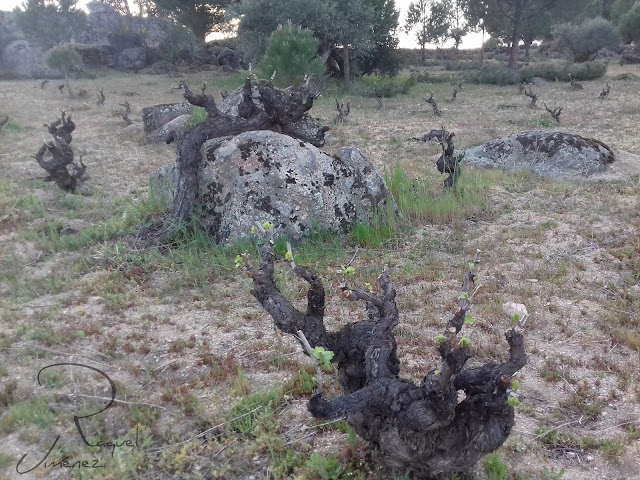 LA CEPA BROTANDO ENTRE LAS ROCAS.