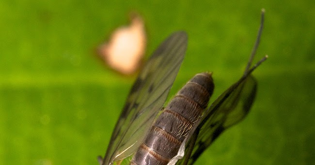 ムシをデザインしたのはダレ? カバエ科 の1種 ♀