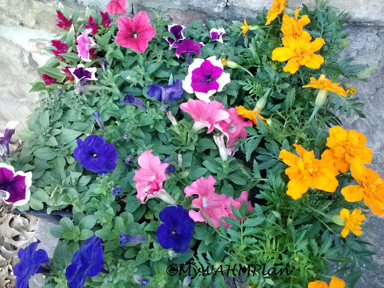 brightly colored flowers