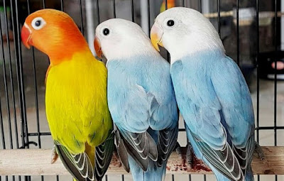 Daftar Harga Sangkar Lovebird Murah 2018 Terbaru Dan Terlengkap Daftar Harga Sangkar Lovebird Murah 2018 Terbaru Dan Terlengkap