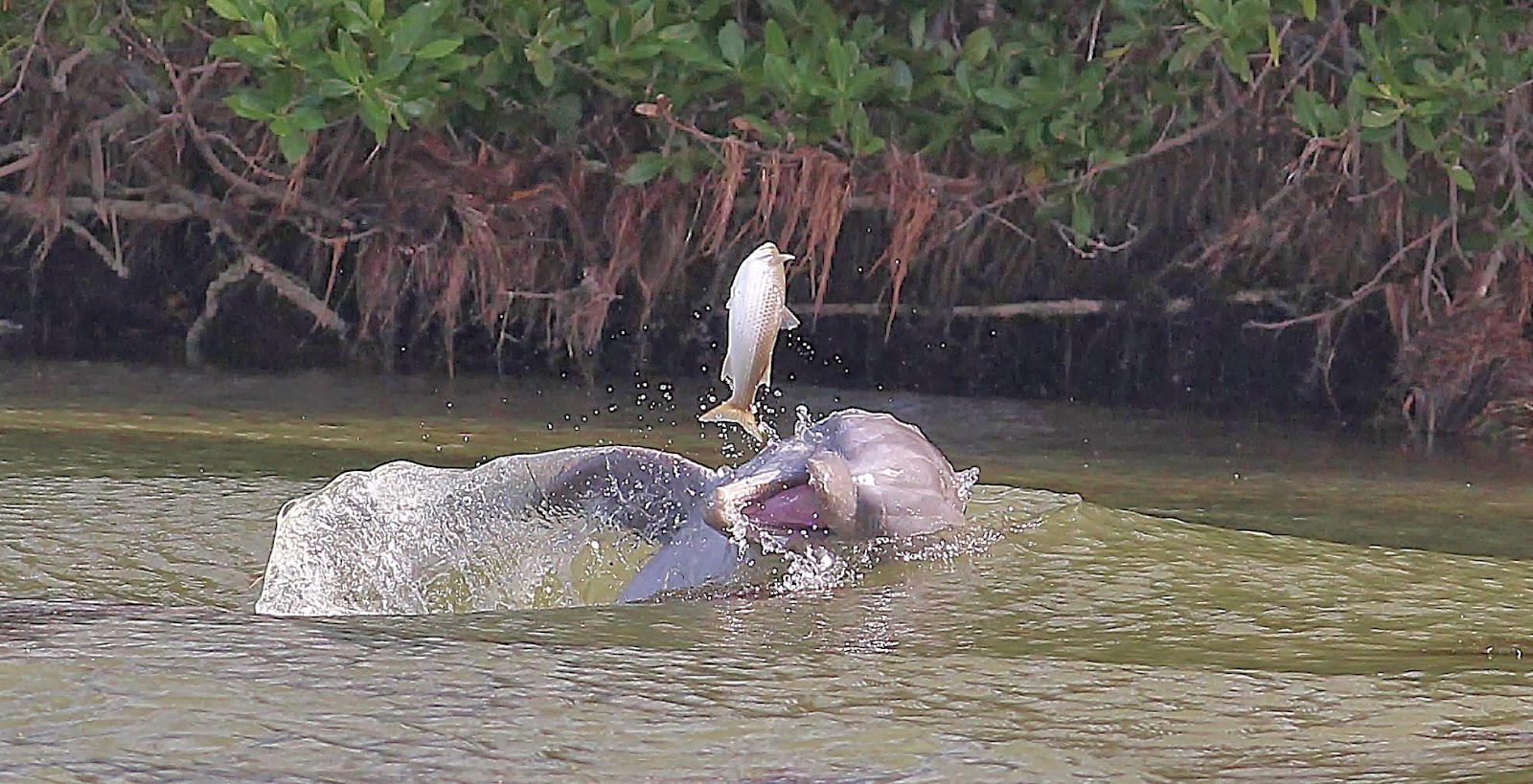 Views From Our Kayak Merritt Island National Wildlife Refuge (NKP)