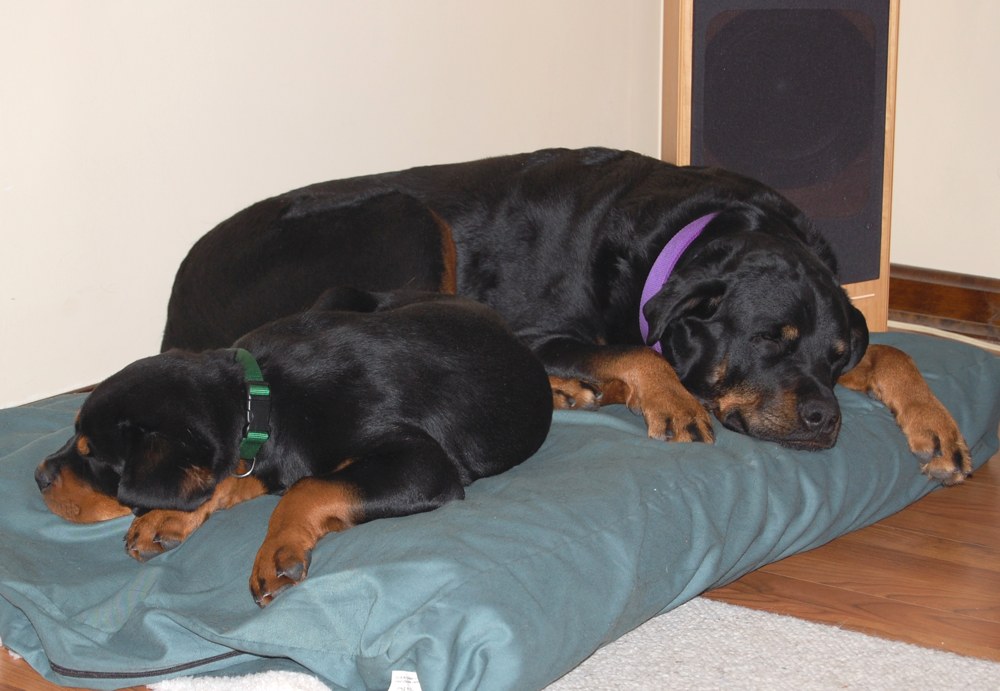 Living with Rottweilers Sleep aids
