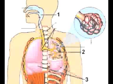 Proceso de ventilación pulmonar