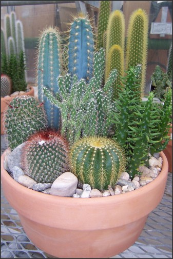 beauty garden design beautiful cactus ideas for ones garden cactus dish garden design