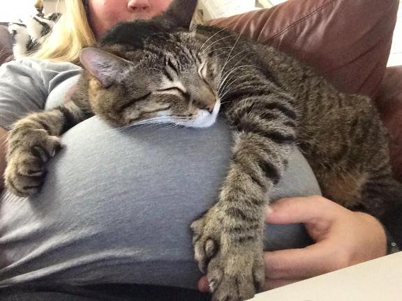 5 Bahaya Kucing Kepada Ibu Mengandung Apa Salah Si Miow Kasihnya Bela Kucing Semasa Ibu Mengandung