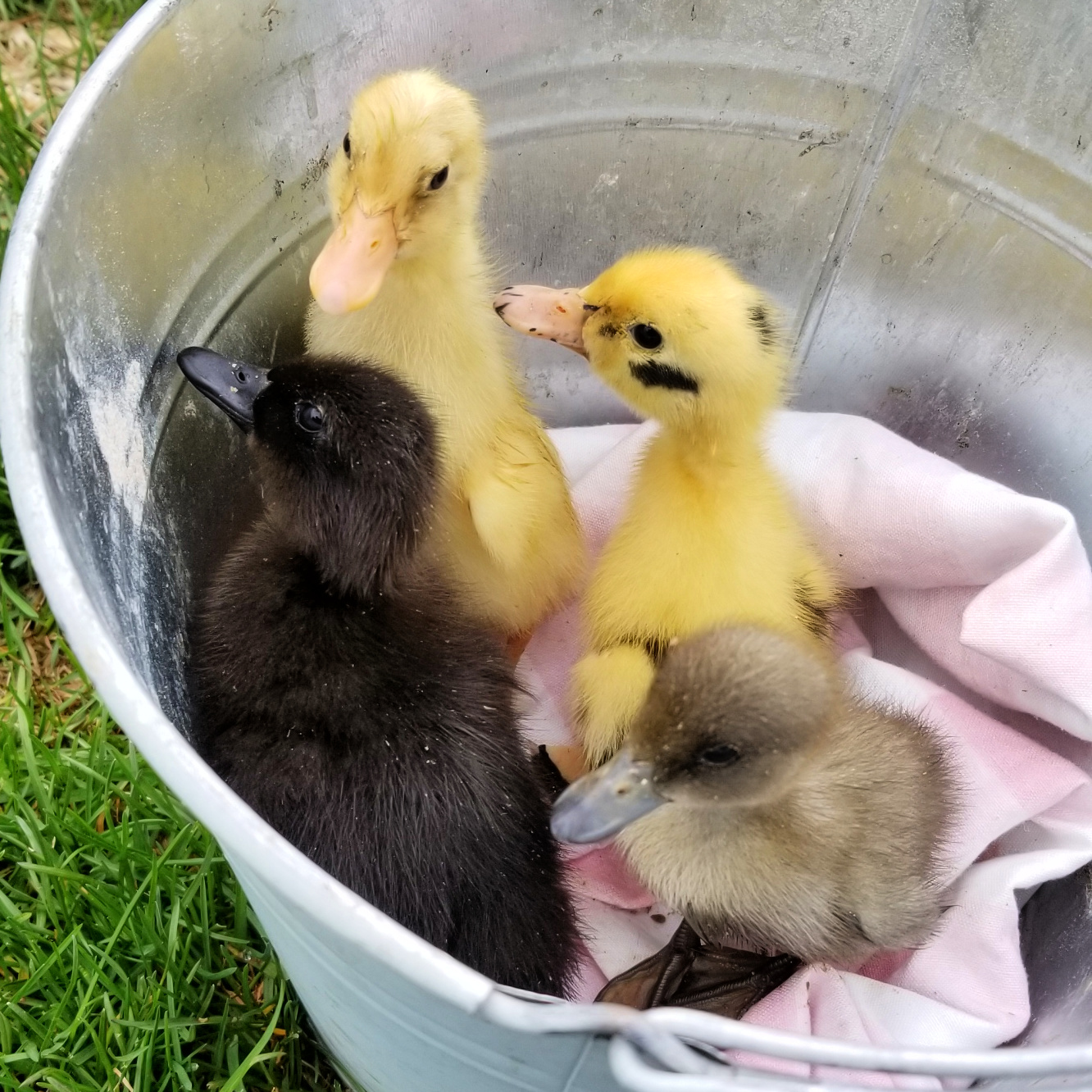Can I Raise or Brood Chicks and Ducklings Together? - Fresh Eggs Daily®  with Lisa Steele