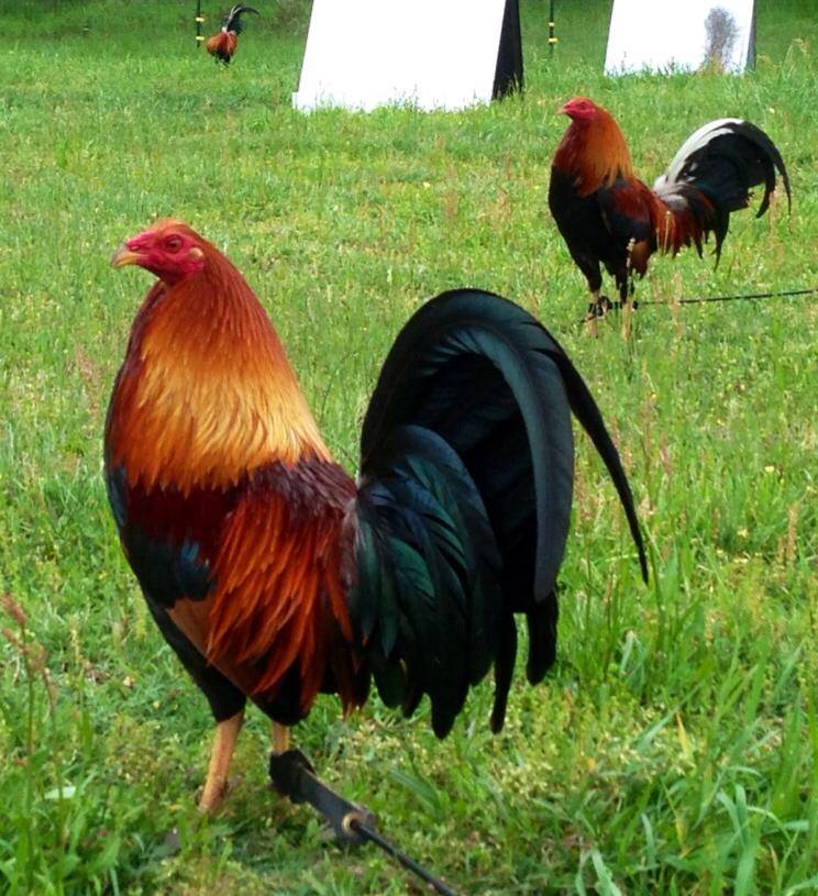 Gallos Y Galleros (NUEVO) Entrevista a Alfredo Flores, De "IRON CREEK"