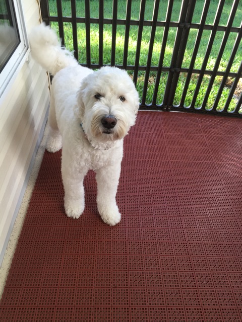 Greatmats Specialty Flooring Mats And Tiles Best Dog