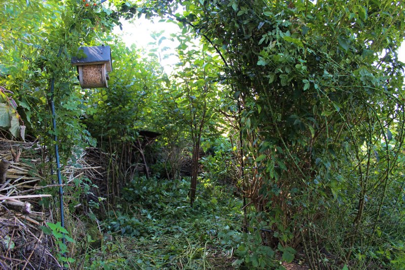 Wildes Gartenglück Totholzhecke/Benjeshecke anlegen