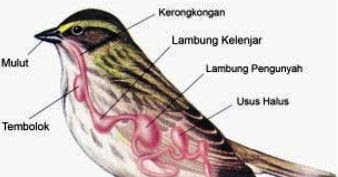 Gambar Paru-paru Pada Burung