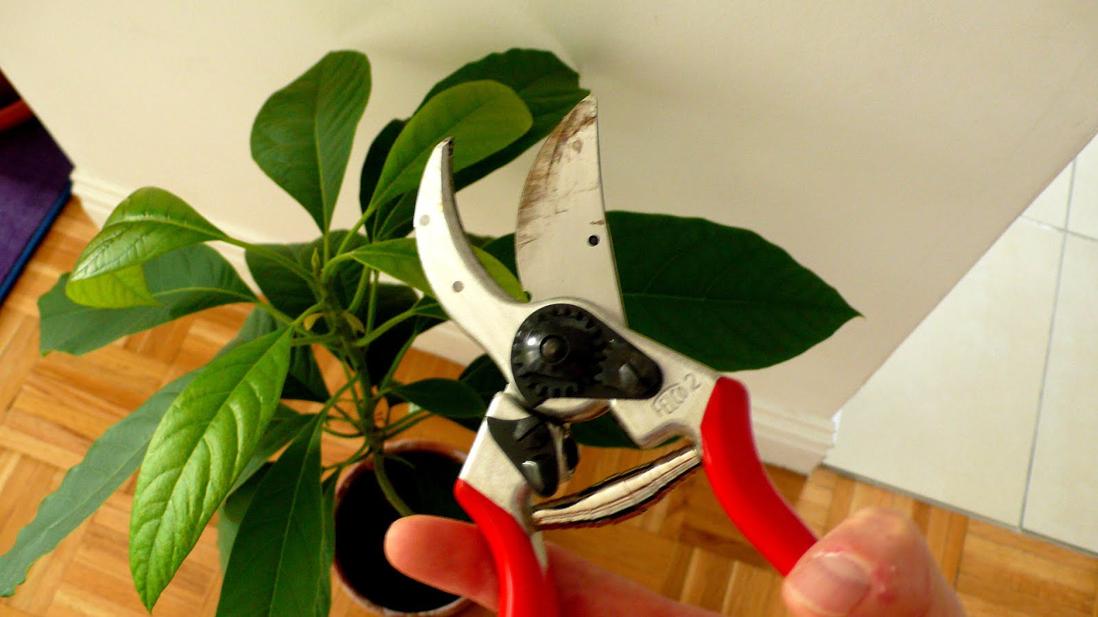 How To Prune An Avocado Tree Tree Choices