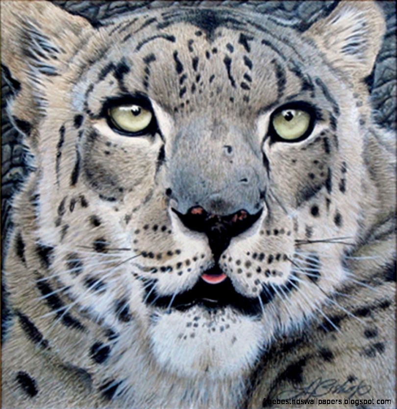 Snow Leopard Head Study  TJ Bishop Art