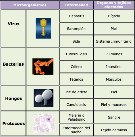 Enfermedades producidas por microorganismos