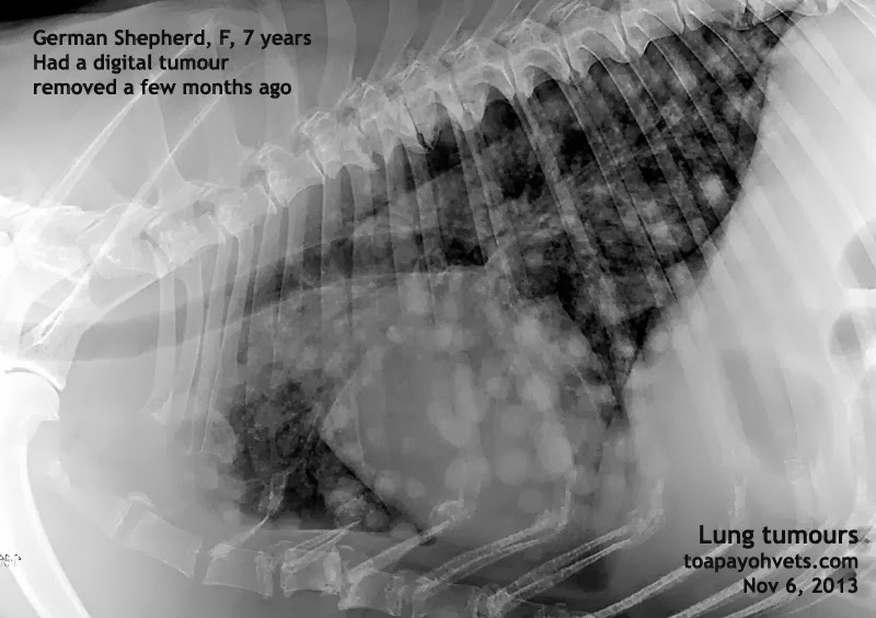 Veterinary, Photography and Travel Stories for vet students and pet