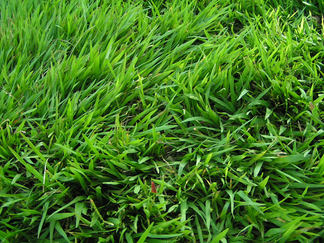 Inilah Tipe Rumput yang Sangat Cocok Untuk Ditanam di Taman Anda Inilah Tipe Rumput yang Sangat Cocok Untuk Ditanam di Taman Anda