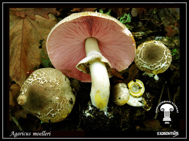 Agaricus moelleri Wasser