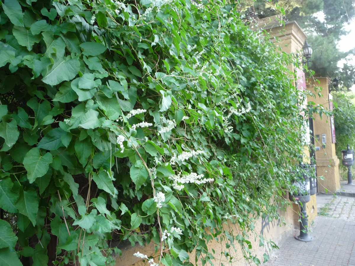 r o b i n 's y a r d: Fallopia baldschuanica (Polygonum baldschuanicum)