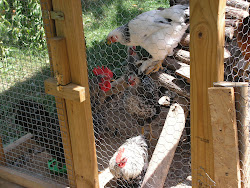 chickens coop hannibal fruit mo hill tree