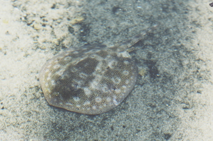 Texas State Aquarium | annie's place⠀