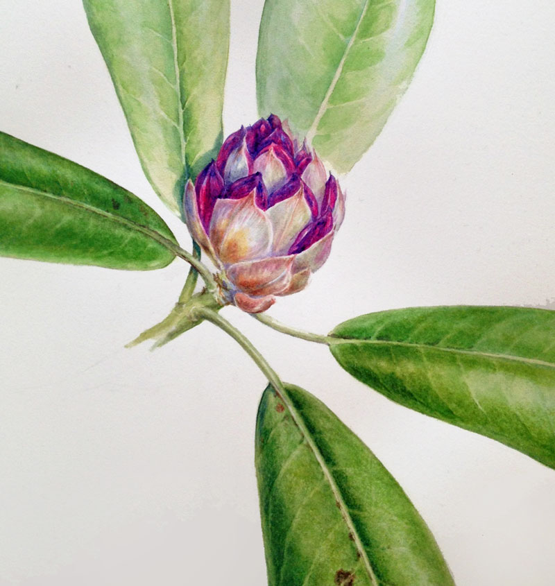 Dianne Sutherland Painting no. 13 of the 30 day Challenge, Dried Rhododendron Flower